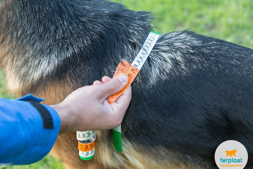 come misurare il cane per la pettorina