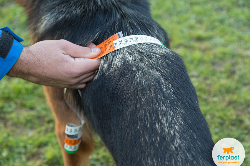 come misurare il torace del cane
