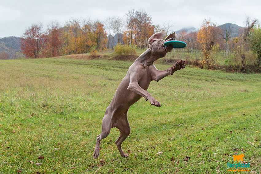 dog playing frisbee