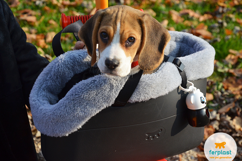 do beagles have pink noses