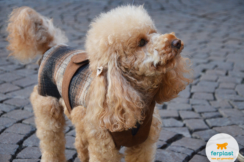 Cappottino per Cani, come misurare la taglia del Cane - LOVE FERPLAST