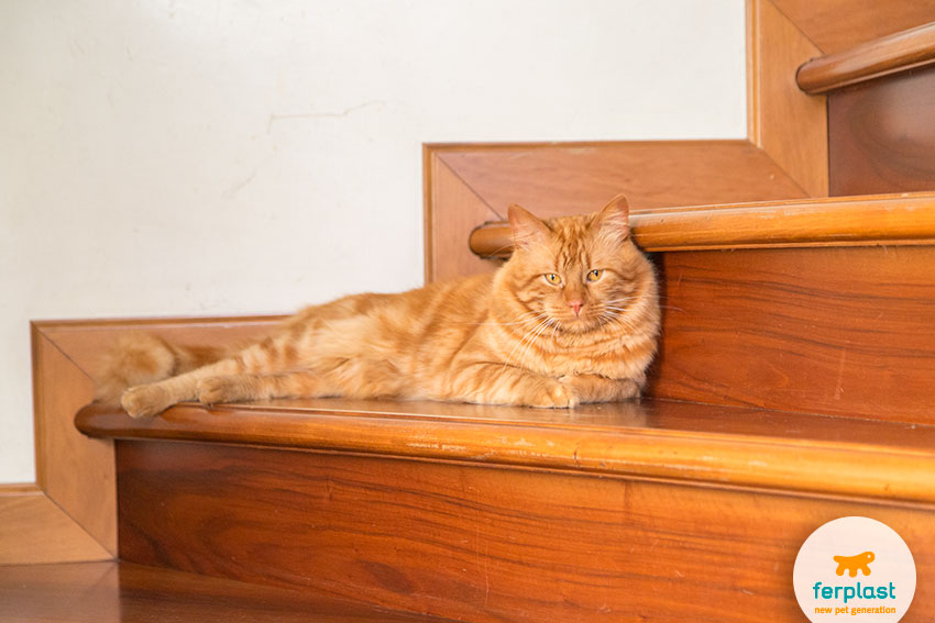 fierce ginger cat lying on the stairs
