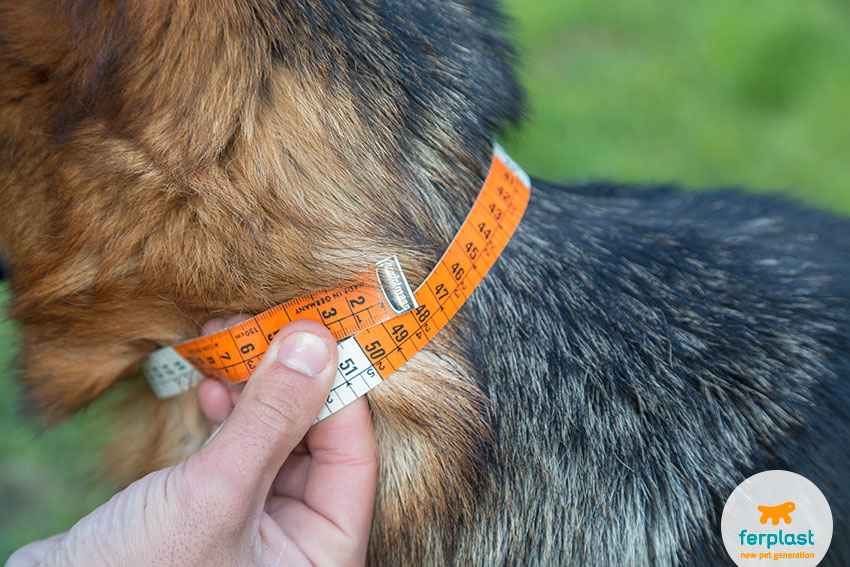 how to measure your dog's neck