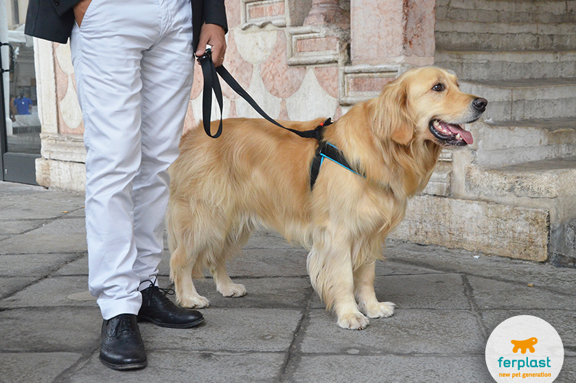 Quanto è intelligente il tuo Cane? Prova i nuovi Giochi Interattvi - LOVE  FERPLAST