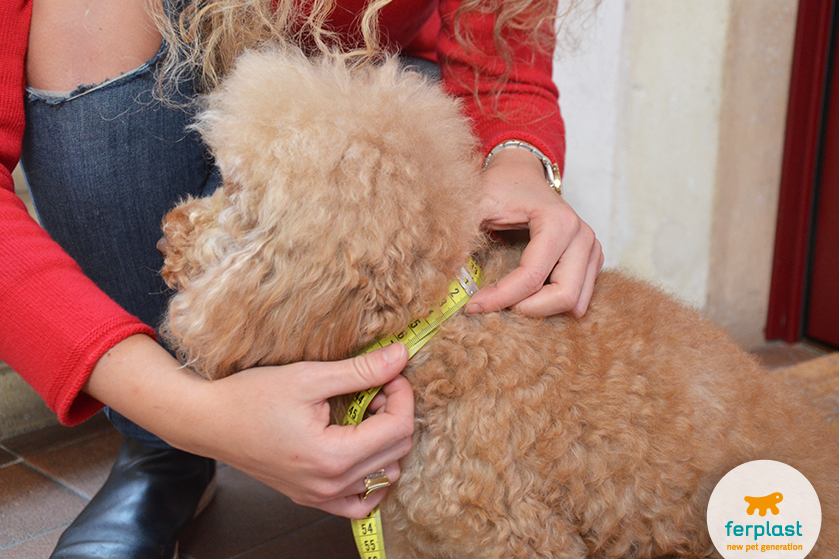 Cappottino per Cani, come misurare la taglia del Cane - LOVE FERPLAST