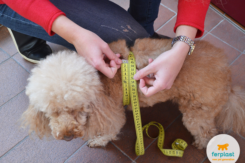 Come scegliere il cappottino per cani: la guida - ArcaMagazine