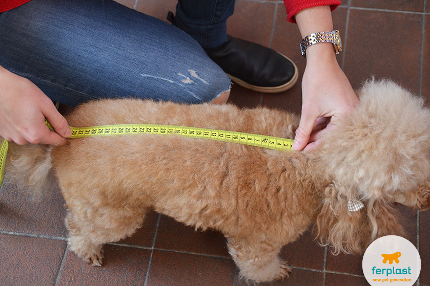 Cappottino per Cani, come misurare la taglia del Cane - LOVE FERPLAST