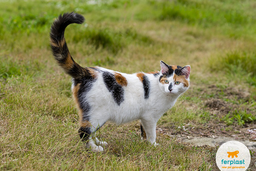 Cosa comunica la coda di un gatto?