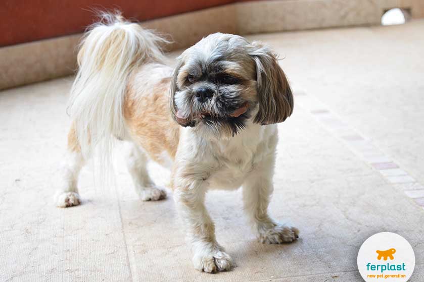 Shihtzu shop smooth coat