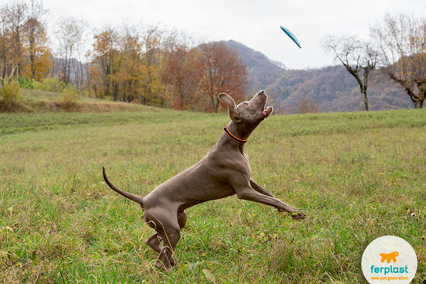 can all dogs play frisbee