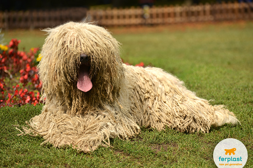 why do dogs have wiry hair