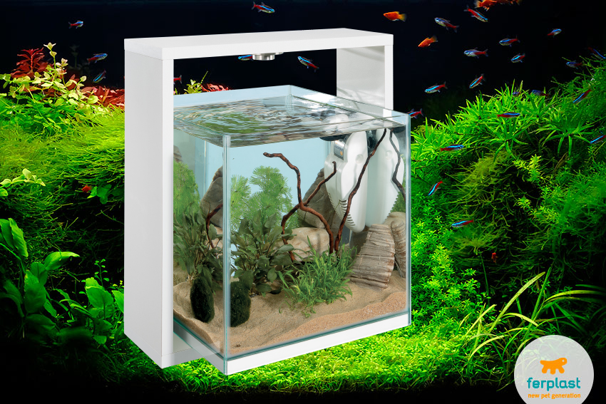 japanese style fish tank