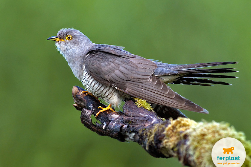 Come aiutare gli uccelli nei giorni più caldi dell'estate - NaturDecor