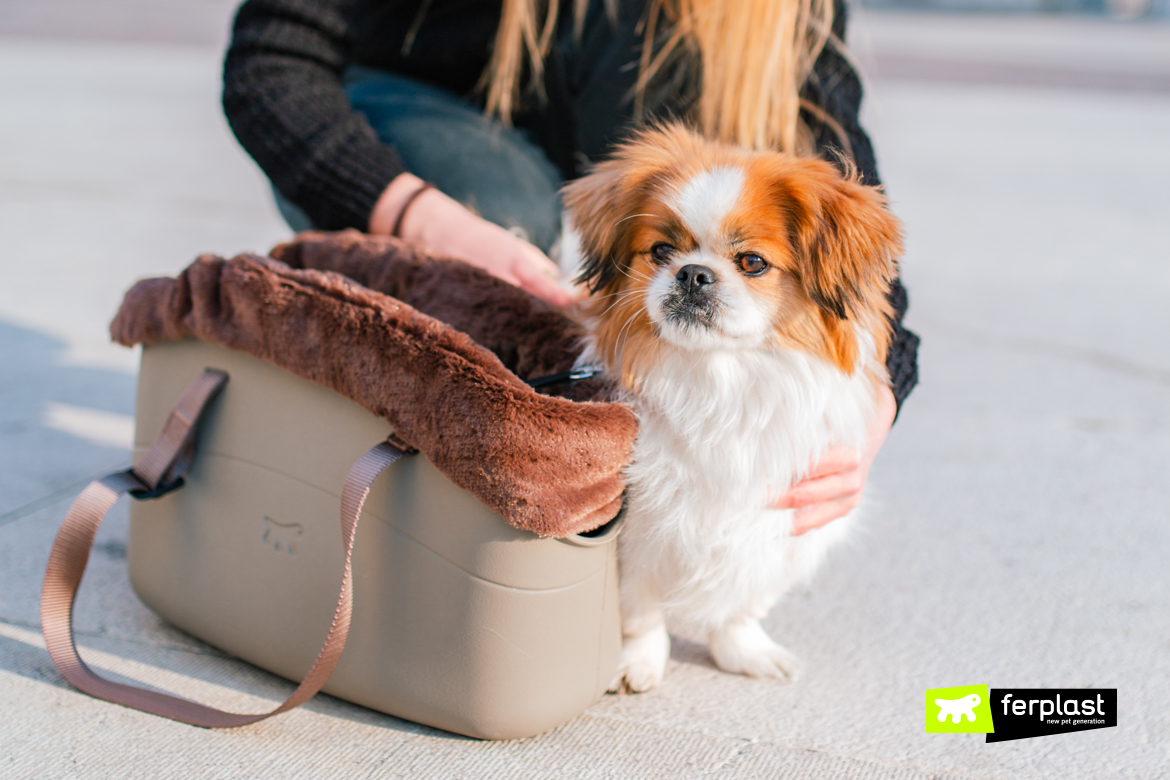 Cane accanto a borsa with me di Ferplast in versione invernale