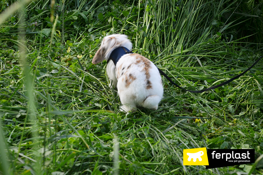 Perchè i conigli simboleggiano la Pasqua? • Bepuppy