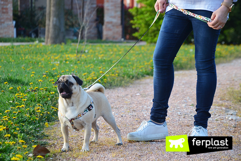 Collari per il cane: colorati e fashion sempre alla moda