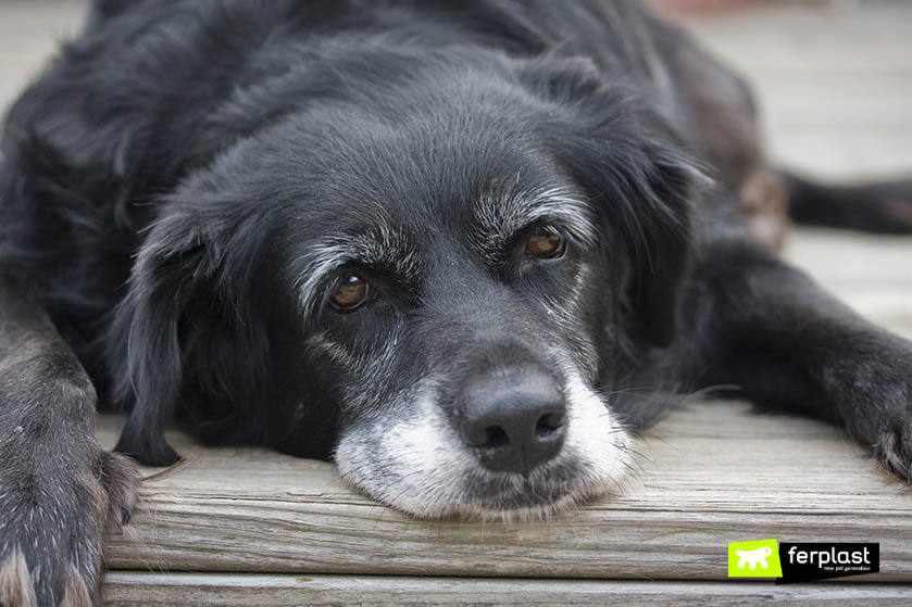 what to do when your old dog becomes incontinent