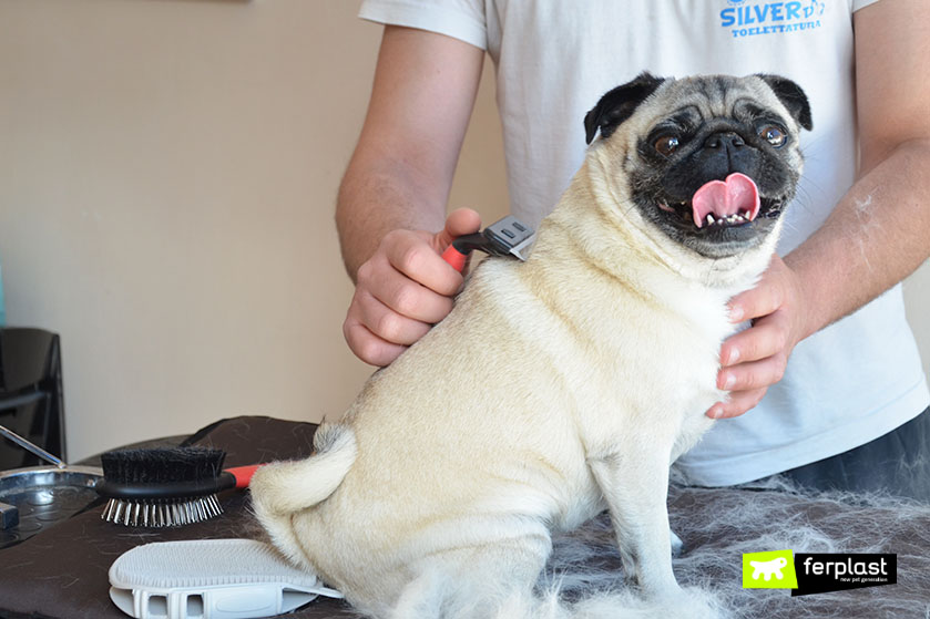 Spazzola per cani per cani, spazzola per cani a pelo lungo