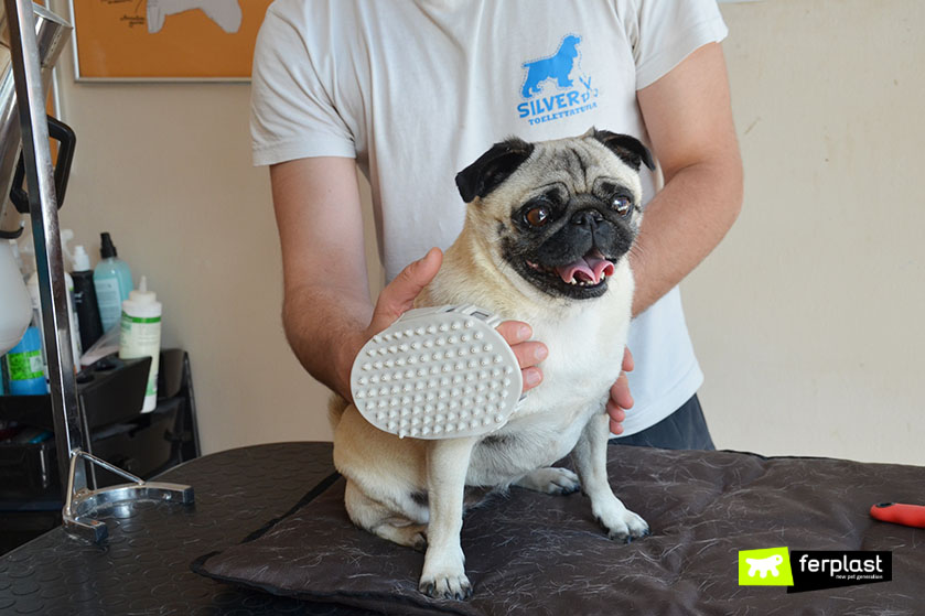 Spazzola Per Cani Che Perdono Il Pelo 5 In 1 - Spazzola Per Cani Che  Perdono Il Pelo A Pelo Corto, Spazzola Per Cani Che Perdono Il Pelo,  Pettini Per