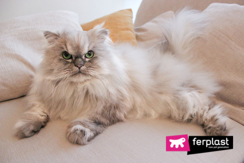 16 Long-Haired Cat Breeds – PureWow