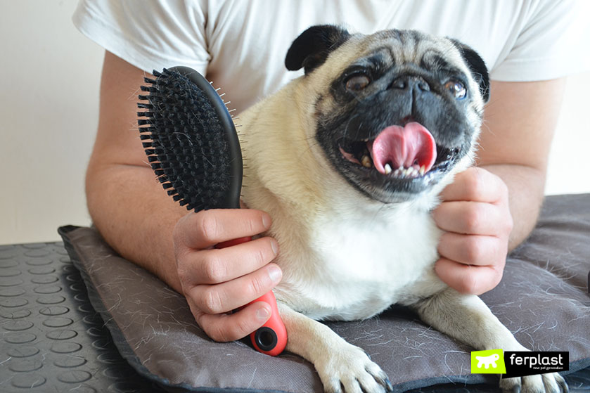 grooming brush for short haired dogs