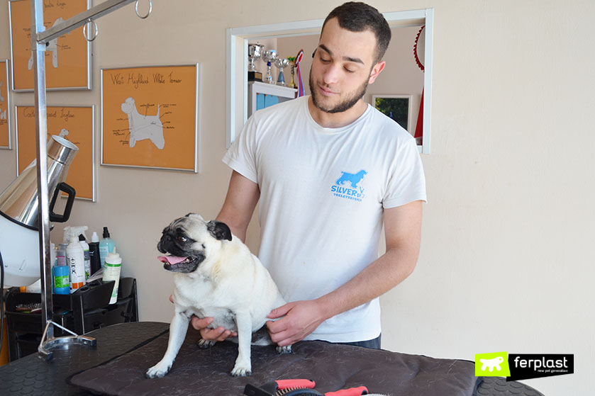 Recensione spazzola per cani Candure per pelo corto, medio e lungo