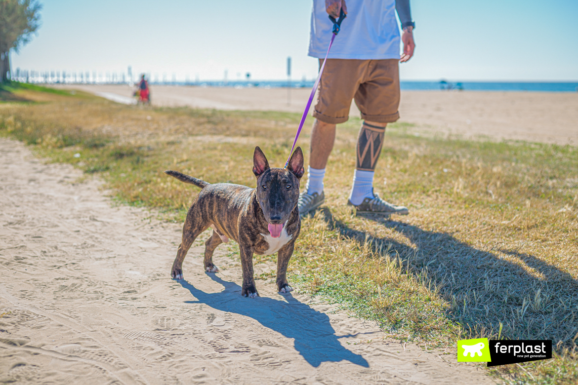 Bull-Terrier-Miniatura-caminhando-com-colarinho-e-trela-Ferplast