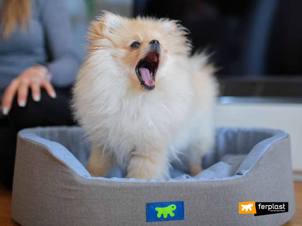 Cane sbadiglia mentre riposa nella cuccia Ferplast