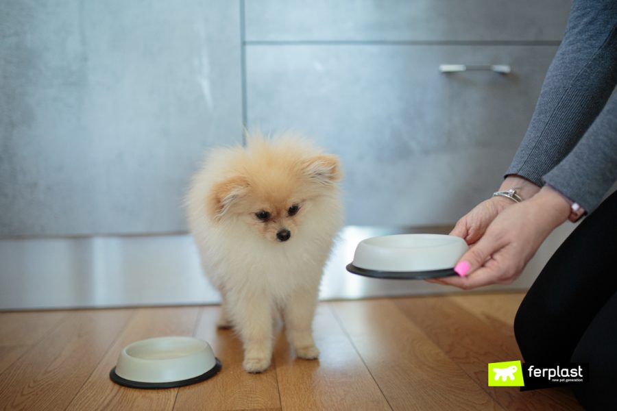 Собака перед мисками для еды и воды Ferplast