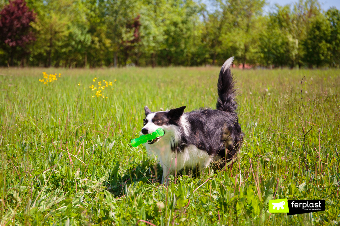 Chien joue avec jouet à mordre de Ferplast