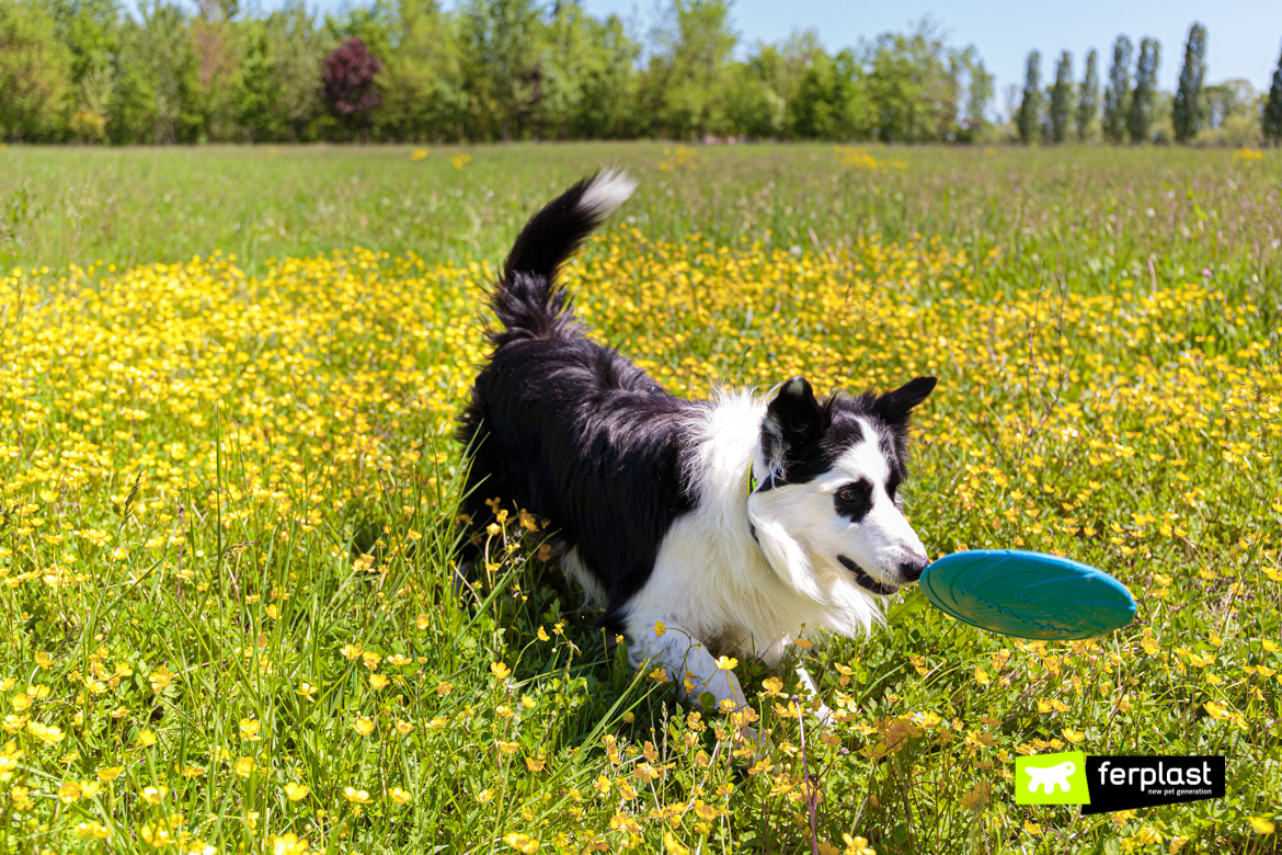 O-cão-brinca-com-Frisbee-por-Ferplast