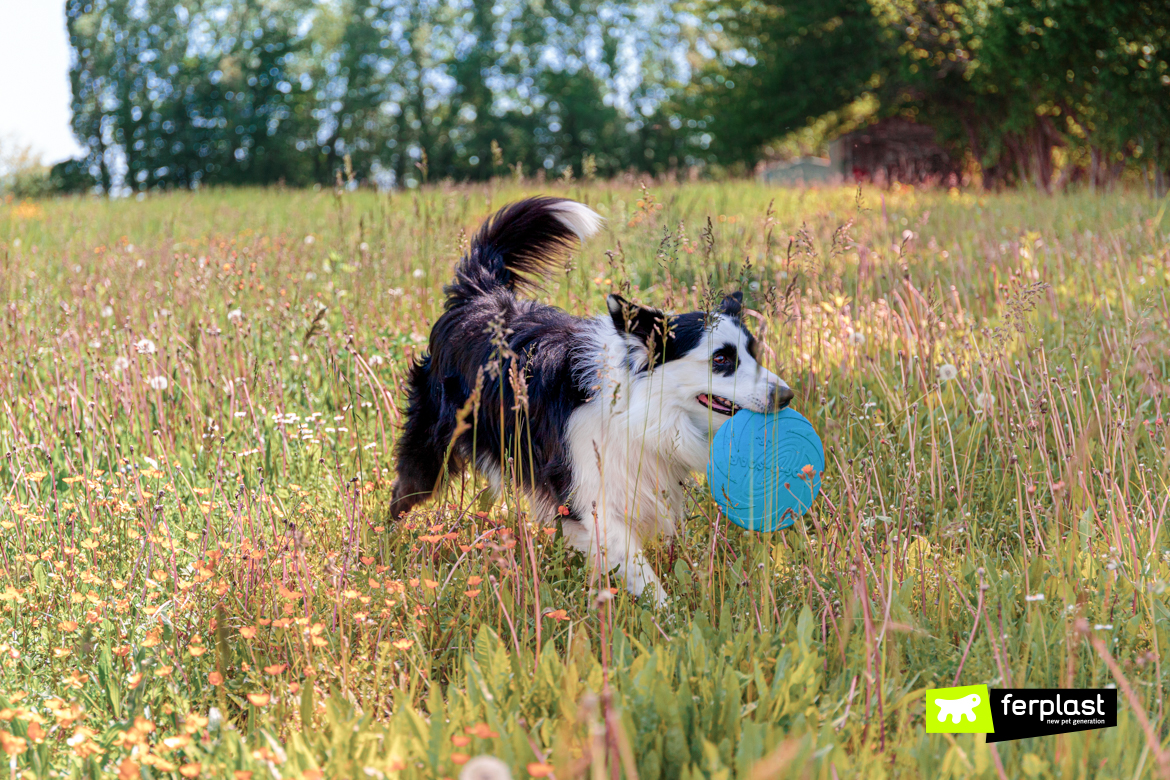 Border Collie playing with latex Frisbee by Ferplast