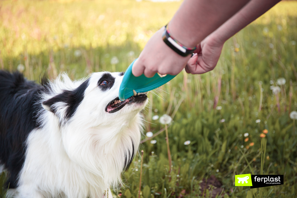 Border Collie brincando com um Frisbee de látex por Ferplast, detalhe