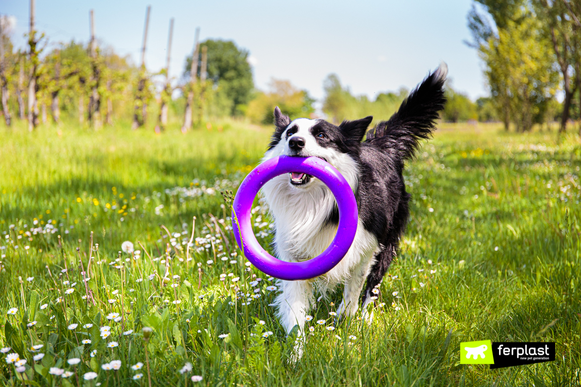 Chien joue avec Puller de Ferplast