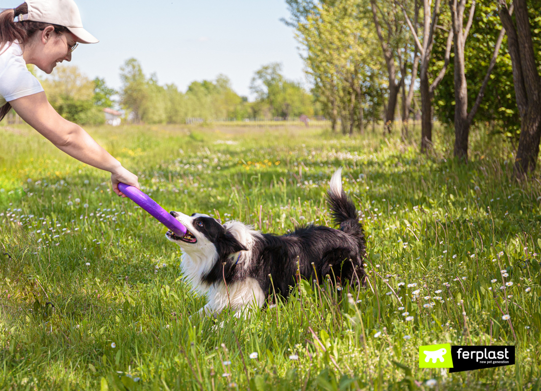 Chien joue avec Puller de Ferplast