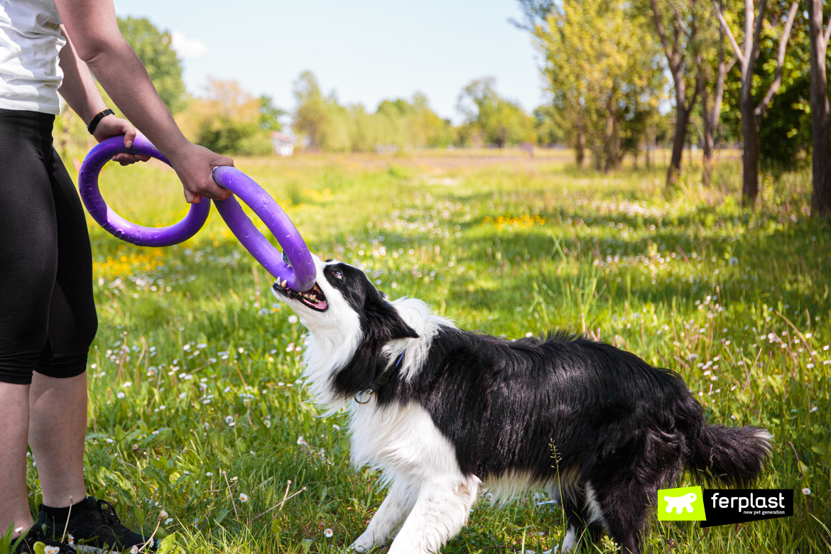 Cane gioca con Puller di Ferplast