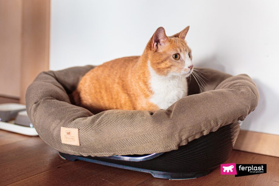 COMBIEN COÛTE LA DETENTION D’UN CHAT ? LOVE FERPLAST