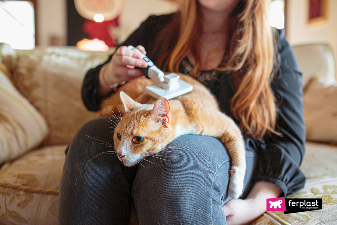 Le chat est brossé avec un peigne Ferplast