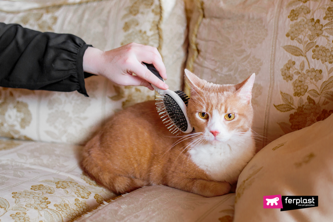 Le chat est brossé avec une brosse Ferplast