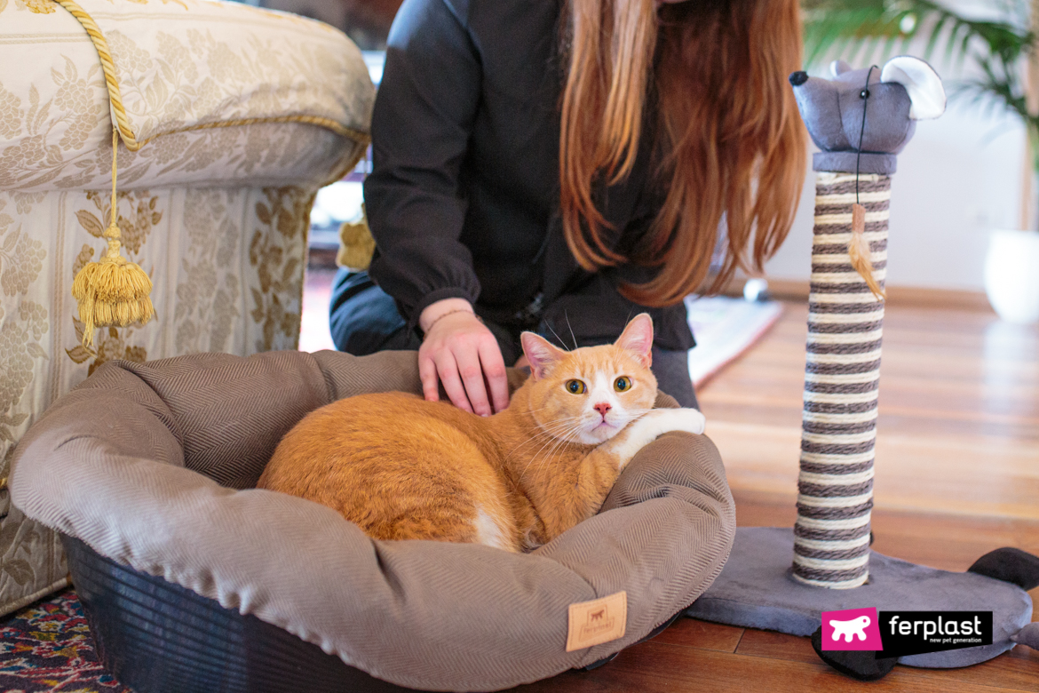 Chat avec accessoires Ferplast