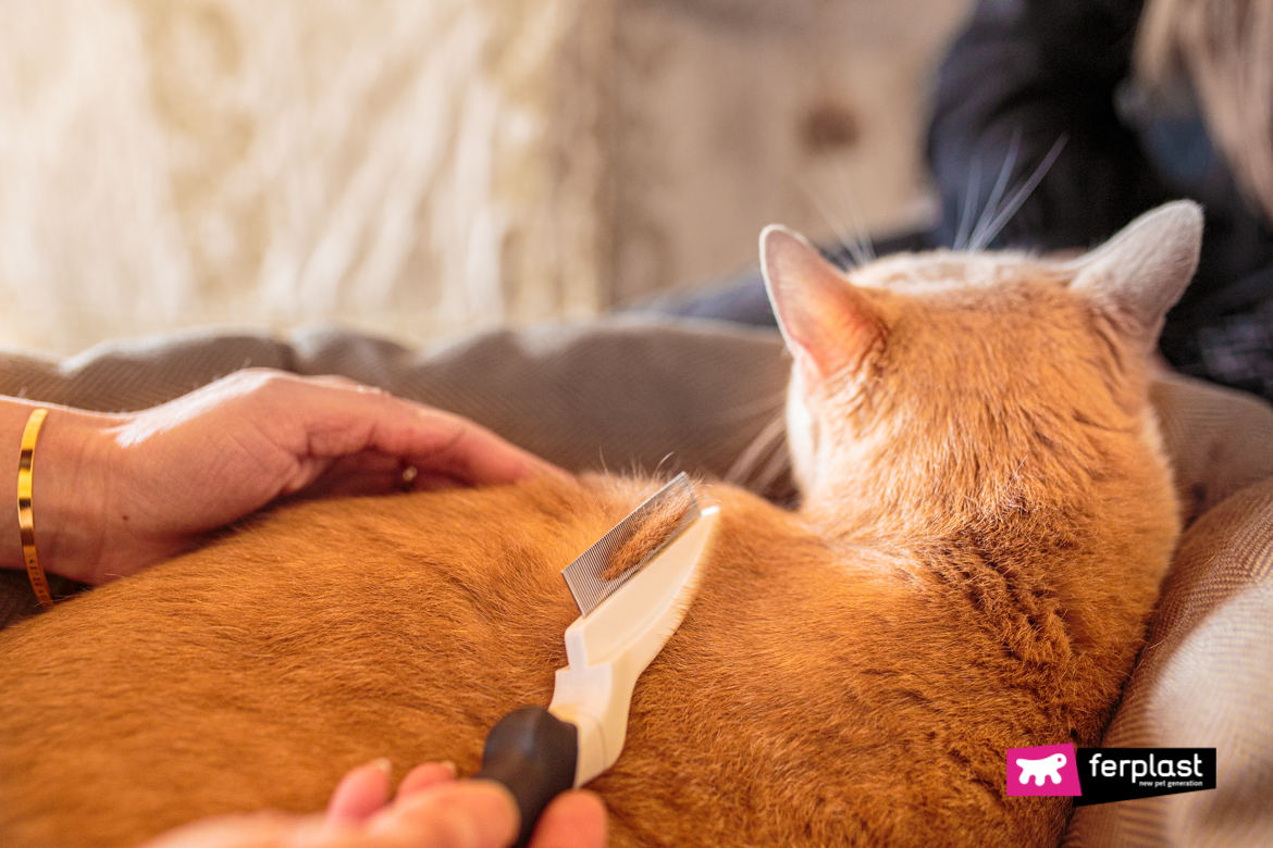 Chat peigné avec le peigne Ferplast