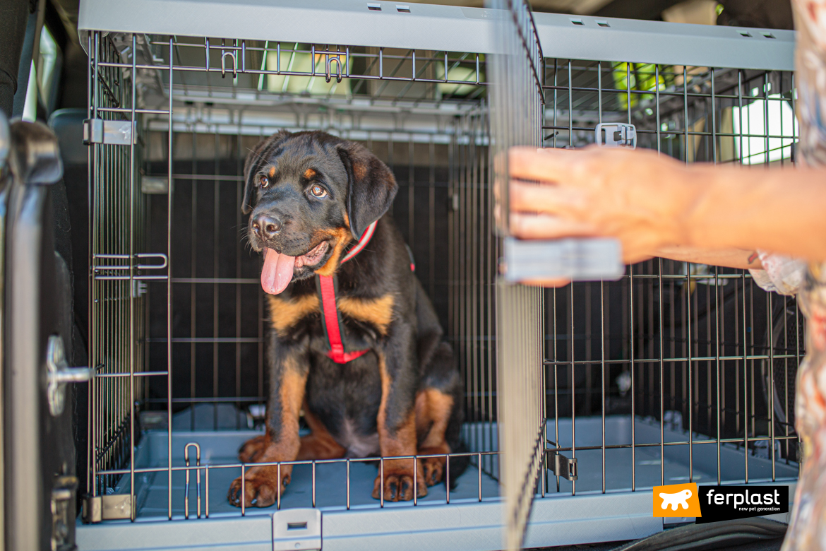 Cane nel trasportino Superior di Ferplast