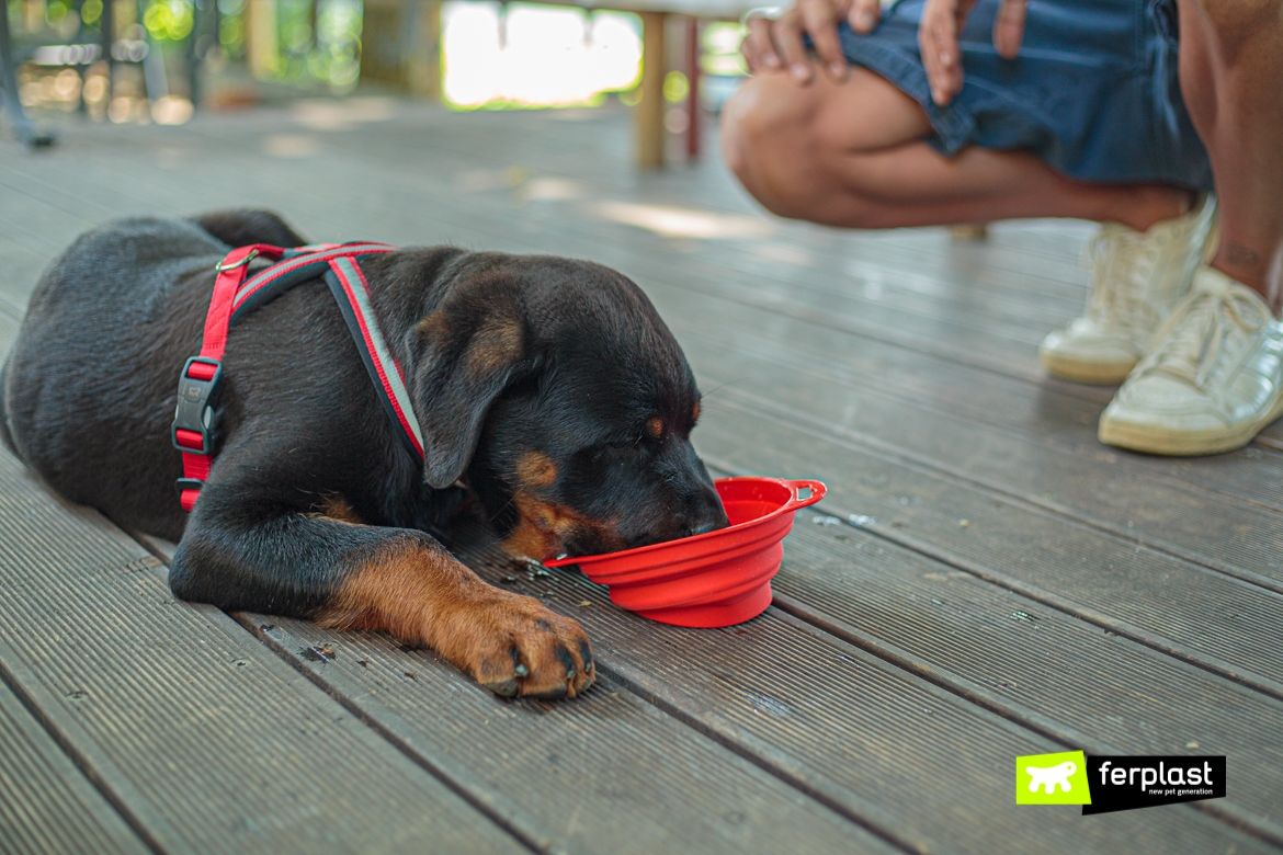 Dog drinks from travel bowl by Ferplast