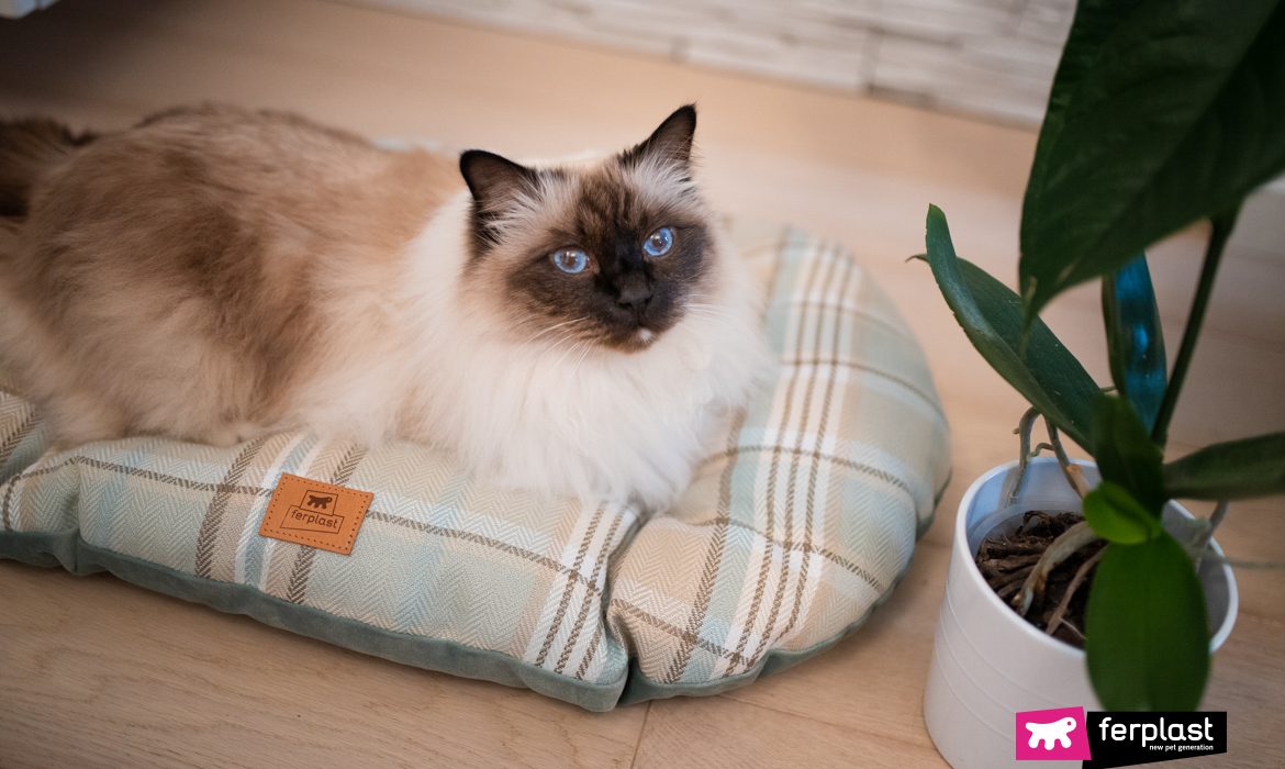 Gato com febre relaxa no travesseiro Ferplast