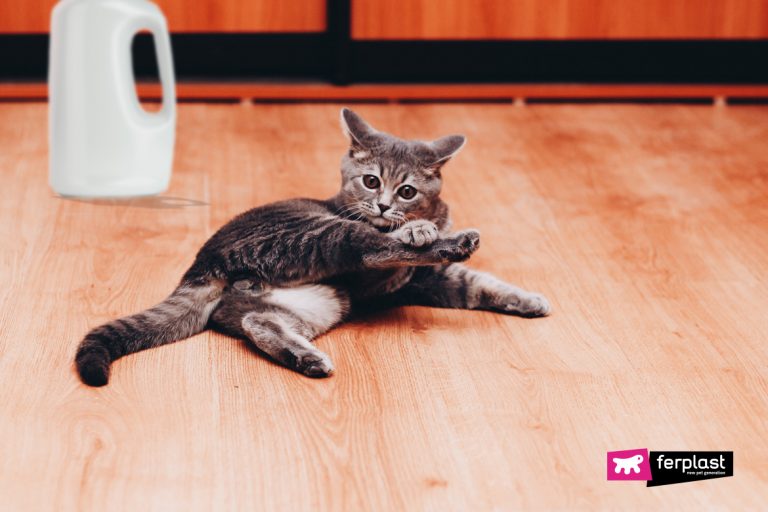 CATS ARE ATTRACTED TO BLEACH HERE IS WHY