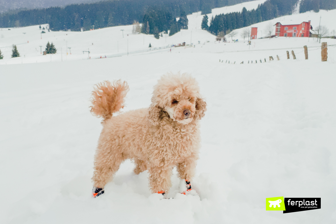 Dog in the snow with Ferplast protective shoes