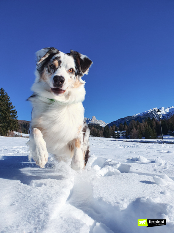 Dog in the snow, Happy