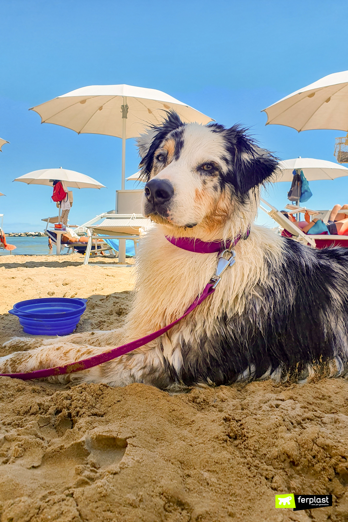 Chien à la mer avec laisse Evolution Ferplast