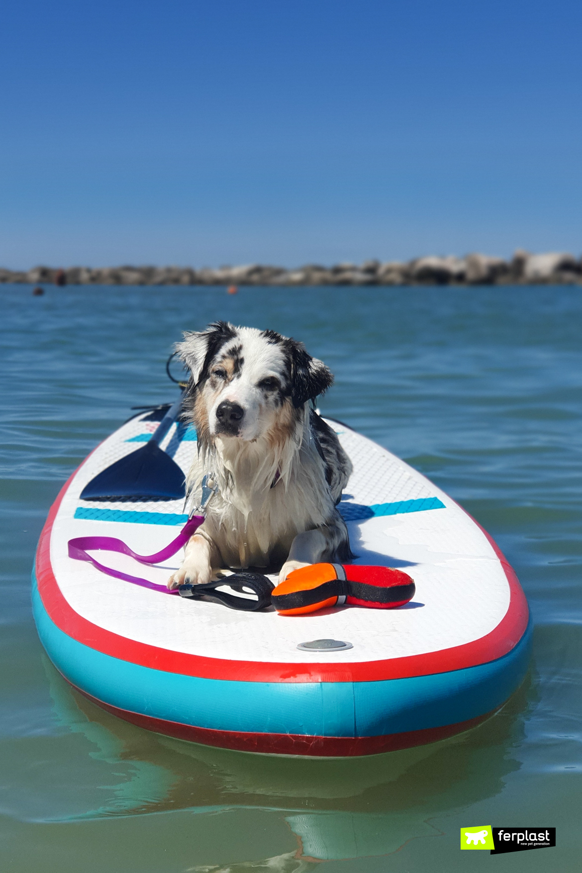 Cão-à-beira-mar-com-brinquedos-e-acessórios-Ferplast