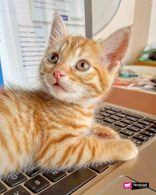 Gatto arancione cucciolo sopra al computer